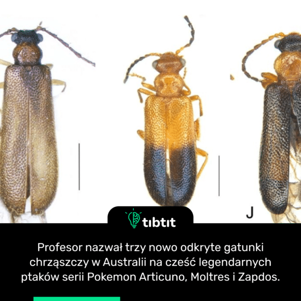 Profesor nazwał trzy nowo odkryte gatunki chrząszczy w Australii na cześć legendarnych ptaków serii Pokemon Articuno, Moltres i Zapdos.