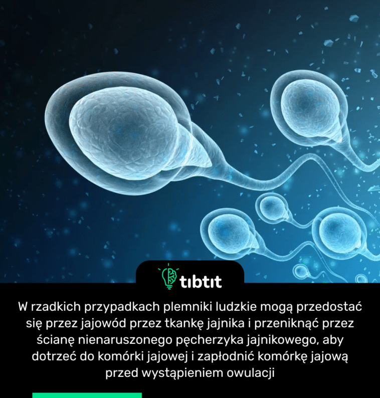W rzadkich przypadkach plemniki ludzkie mogą przedostać się przez jajowód przez tkankę jajnika i przeniknąć przez ścianę nienaruszonego pęcherzyka jajnikowego, aby dotrzeć do komórki jajowej i zapłodnić komórkę jajową przed wystąpieniem owulacji