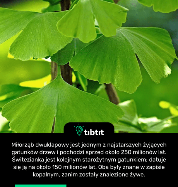 Miłorząb dwuklapowy jest jednym z najstarszych żyjących gatunków drzew i pochodzi sprzed około 250 milionów lat. Świtezianka jest kolejnym starożytnym gatunkiem; datuje się ją na około 150 milionów lat. Oba były znane w zapisie kopalnym, zanim zostały znalezione żywe.