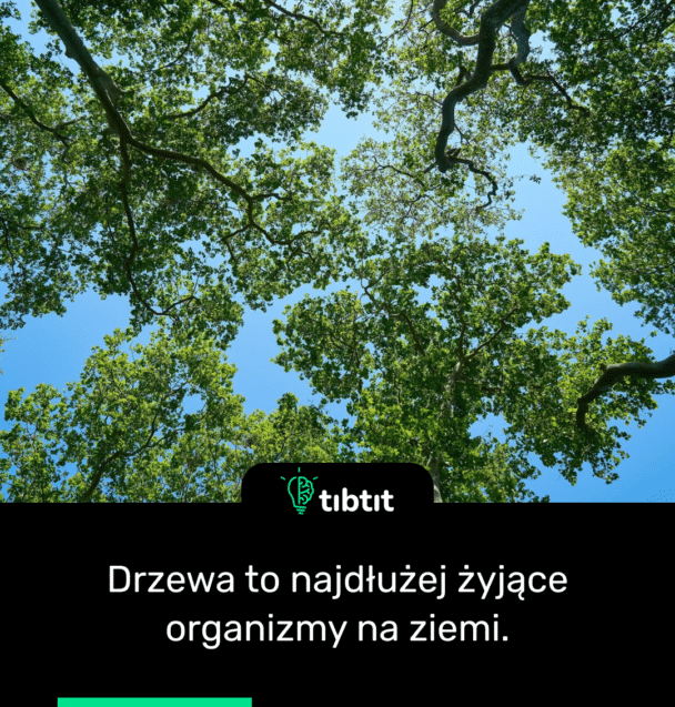Drzewa to najdłużej żyjące organizmy na ziemi.