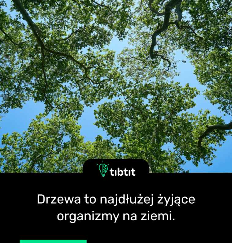 Drzewa to najdłużej żyjące organizmy na ziemi.
