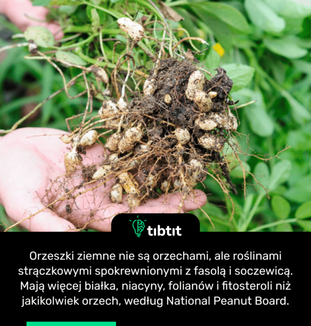 Orzeszki ziemne nie są orzechami, ale roślinami strączkowymi spokrewnionymi z fasolą i soczewicą. Mają więcej białka, niacyny, folianów i fitosteroli niż jakikolwiek orzech, według National Peanut Board.