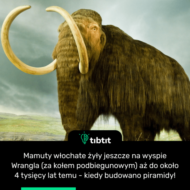 Mamuty włochate żyły jeszcze na wyspie Wrangla (za kołem podbiegunowym) aż do około 4 tysięcy lat temu - kiedy budowano piramidy!
