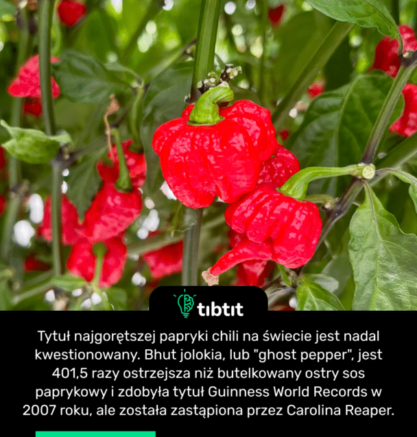Tytuł najgorętszej papryki chili na świecie jest nadal kwestionowany. Bhut jolokia, lub "ghost pepper", jest 401,5 razy ostrzejsza niż butelkowany ostry sos paprykowy i zdobyła tytuł Guinness World Records w 2007 roku, ale została zastąpiona przez Carolina Reaper.