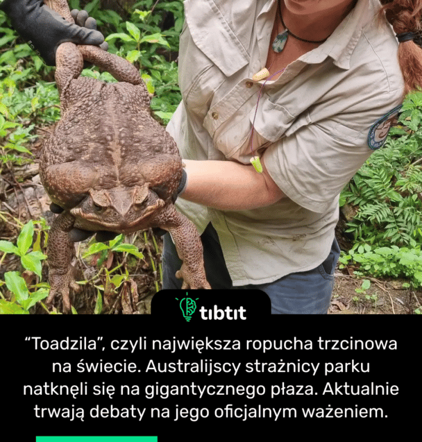 “Toadzila”, czyli największa ropucha trzcinowa na świecie. Australijscy strażnicy parku natknęli się na gigantycznego płaza. Aktualnie trwają debaty na jego oficjalnym ważeniem.