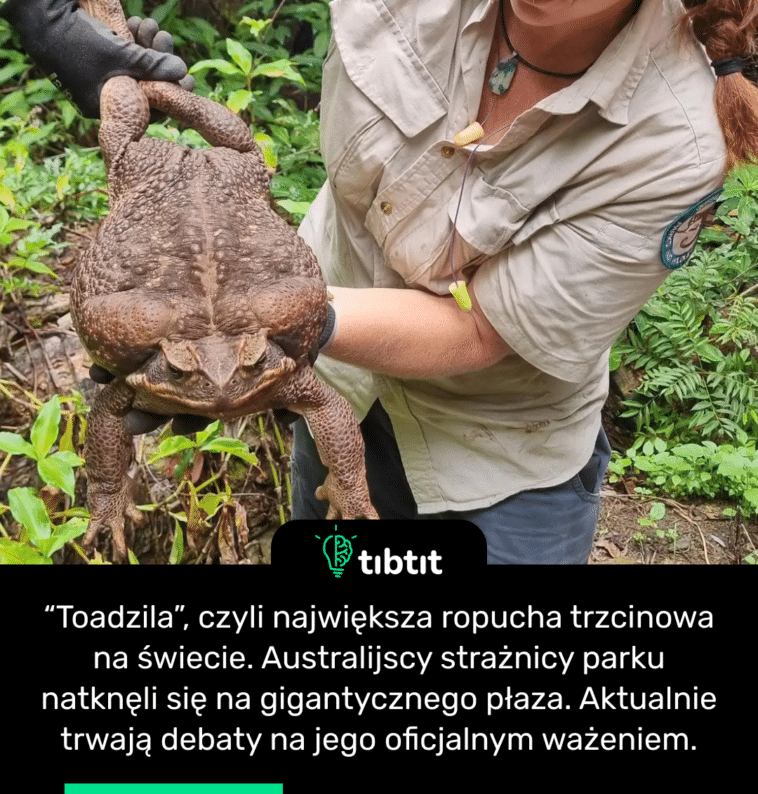 “Toadzila”, czyli największa ropucha trzcinowa na świecie. Australijscy strażnicy parku natknęli się na gigantycznego płaza. Aktualnie trwają debaty na jego oficjalnym ważeniem.