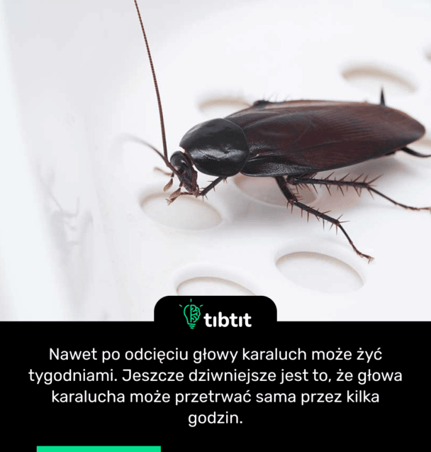 Nawet po odcięciu głowy karaluch może żyć tygodniami. Jeszcze dziwniejsze jest to, że głowa karalucha może przetrwać sama przez kilka godzin.
