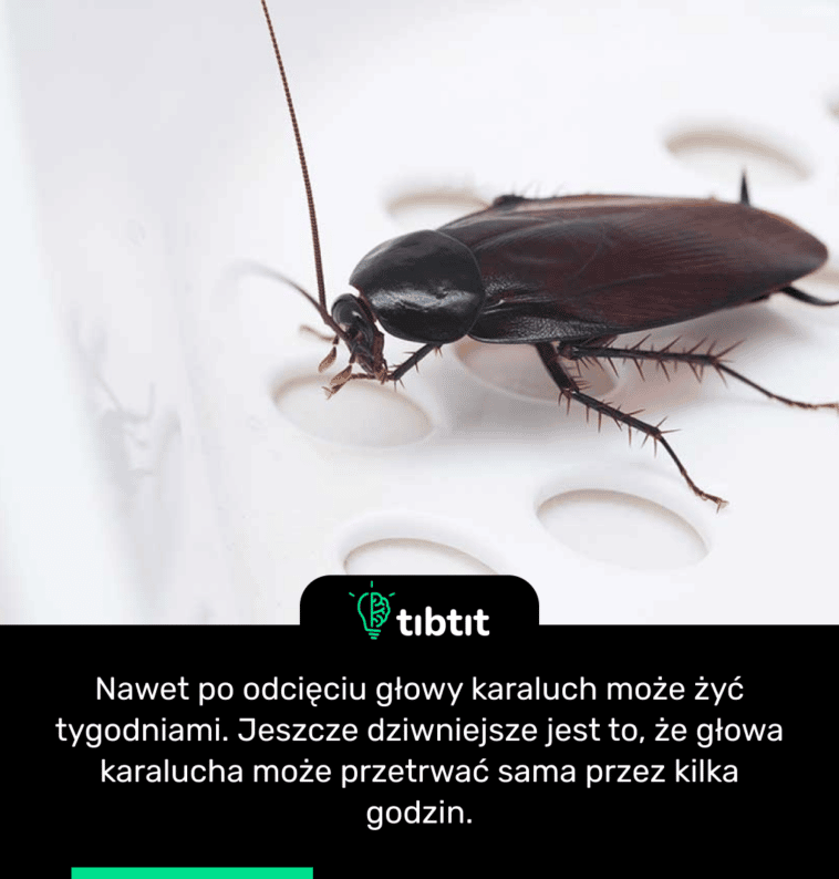 Nawet po odcięciu głowy karaluch może żyć tygodniami. Jeszcze dziwniejsze jest to, że głowa karalucha może przetrwać sama przez kilka godzin.