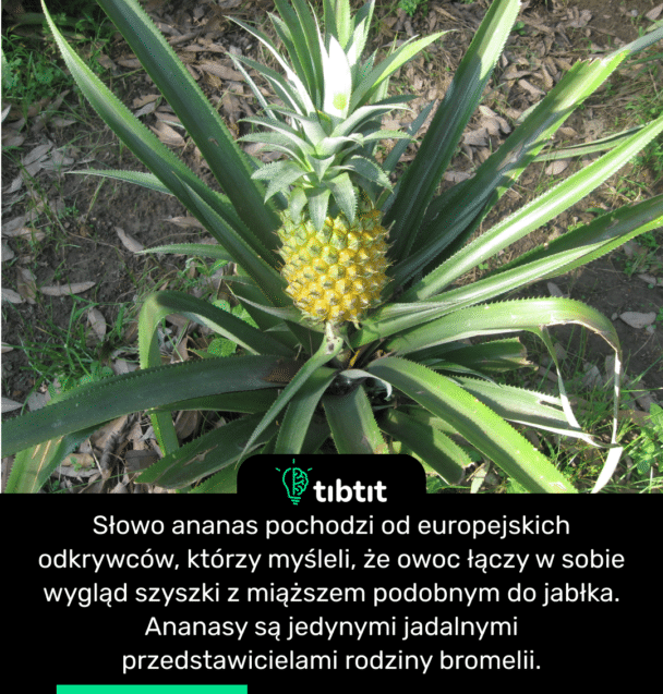 Słowo ananas pochodzi od europejskich odkrywców, którzy myśleli, że owoc łączy w sobie wygląd szyszki z miąższem podobnym do jabłka. Ananasy są jedynymi jadalnymi przedstawicielami rodziny bromelii.