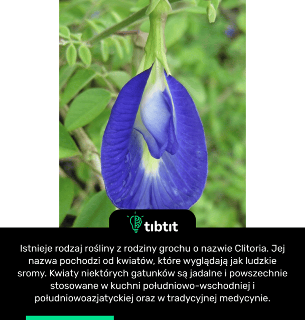 Istnieje rodzaj rośliny z rodziny grochu o nazwie Clitoria. Jej nazwa pochodzi od kwiatów, które wyglądają jak ludzkie sromy. Kwiaty niektórych gatunków są jadalne i powszechnie stosowane w kuchni południowo-wschodniej i południowoazjatyckiej oraz w tradycyjnej medycynie.