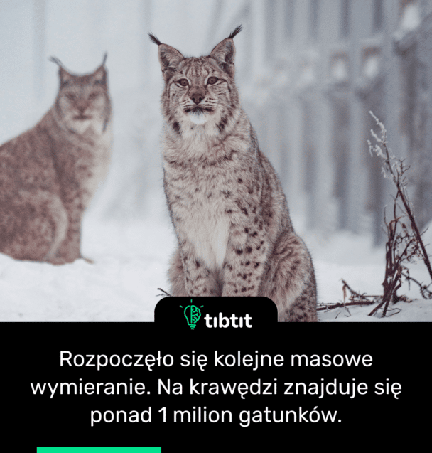 Rozpoczęło się kolejne masowe wymieranie. Na krawędzi znajduje się ponad 1 milion gatunków.