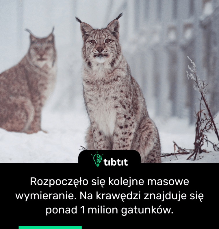 Rozpoczęło się kolejne masowe wymieranie. Na krawędzi znajduje się ponad 1 milion gatunków.