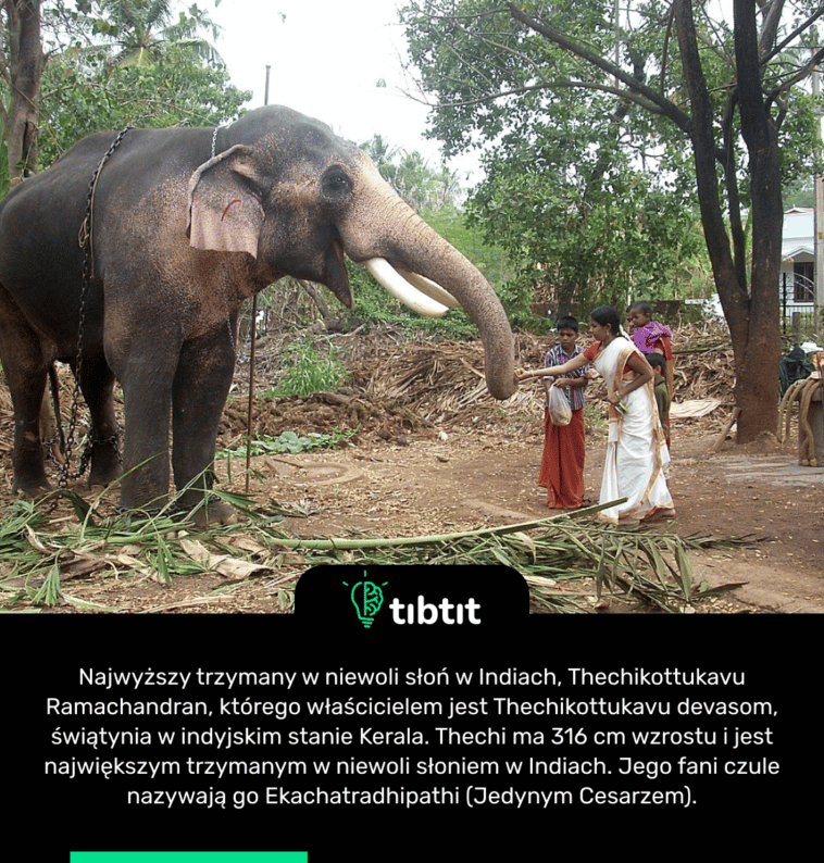 Najwyższy trzymany w niewoli słoń w Indiach, Thechikottukavu Ramachandran, którego właścicielem jest Thechikottukavu devasom, świątynia w indyjskim stanie Kerala. Thechi ma 316 cm wzrostu i jest największym trzymanym w niewoli słoniem w Indiach. Jego fani czule nazywają go Ekachatradhipathi (Jedynym Cesarzem).