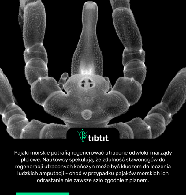 Pająki morskie potrafią regenerować utracone odwłoki i narządy płciowe. Naukowcy spekulują, że zdolność stawonogów do regeneracji utraconych kończyn może być kluczem do leczenia ludzkich amputacji - choć w przypadku pająków morskich ich odrastanie nie zawsze szło zgodnie z planem.