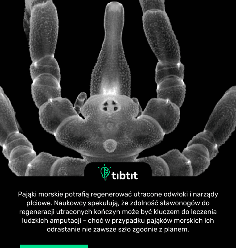 Pająki morskie potrafią regenerować utracone odwłoki i narządy płciowe. Naukowcy spekulują, że zdolność stawonogów do regeneracji utraconych kończyn może być kluczem do leczenia ludzkich amputacji - choć w przypadku pająków morskich ich odrastanie nie zawsze szło zgodnie z planem.