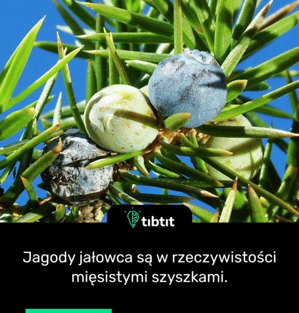 Jagody jałowca są w rzeczywistości mięsistymi szyszkami.