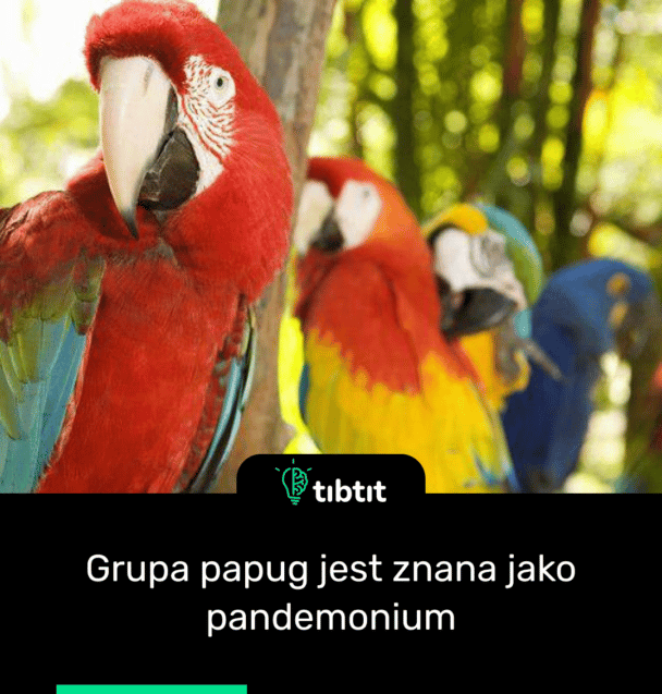 Grupa papug jest znana jako pandemonium
