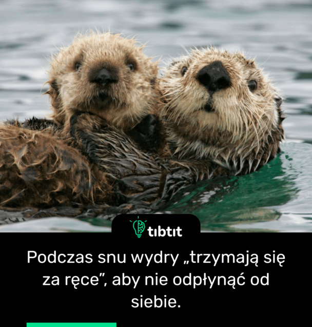 Podczas snu wydry „trzymają się za ręce”, aby nie odpłynąć od siebie.
