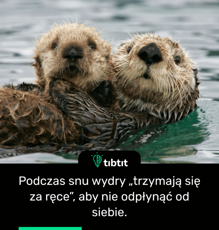 Podczas snu wydry „trzymają się za ręce”, aby nie odpłynąć od siebie.