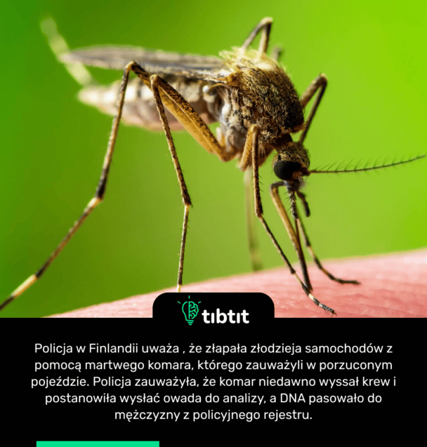 Policja w Finlandii uważa , że ​​złapała złodzieja samochodów z pomocą martwego komara, którego zauważyli w porzuconym pojeździe. Policja zauważyła, że ​​komar niedawno wyssał krew i postanowiła wysłać owada do analizy, a DNA pasowało do mężczyzny z policyjnego rejestru.