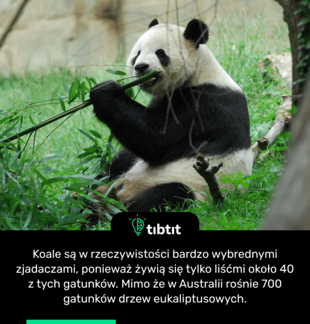 Koale są w rzeczywistości bardzo wybrednymi zjadaczami, ponieważ żywią się tylko liśćmi około 40 z tych gatunków. Mimo że w Australii rośnie 700 gatunków drzew eukaliptusowych.