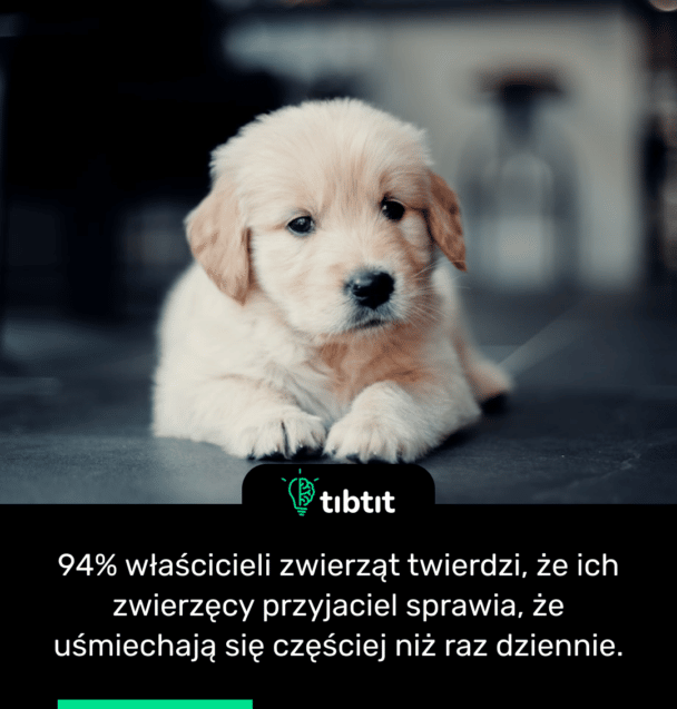 94% właścicieli zwierząt twierdzi, że ich zwierzęcy przyjaciel sprawia, że uśmiechają się częściej niż raz dziennie.