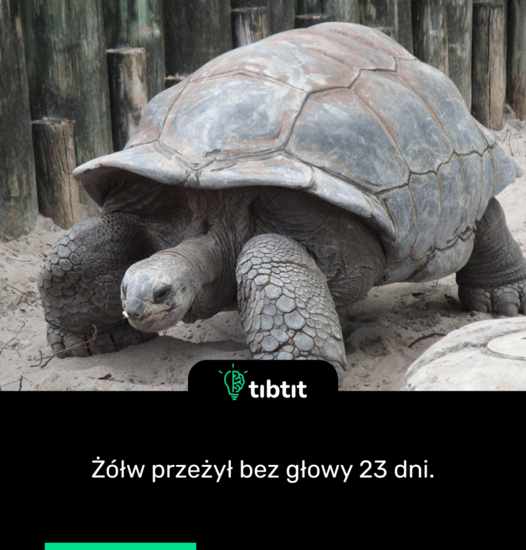 Żółw przeżył bez głowy 23 dni.