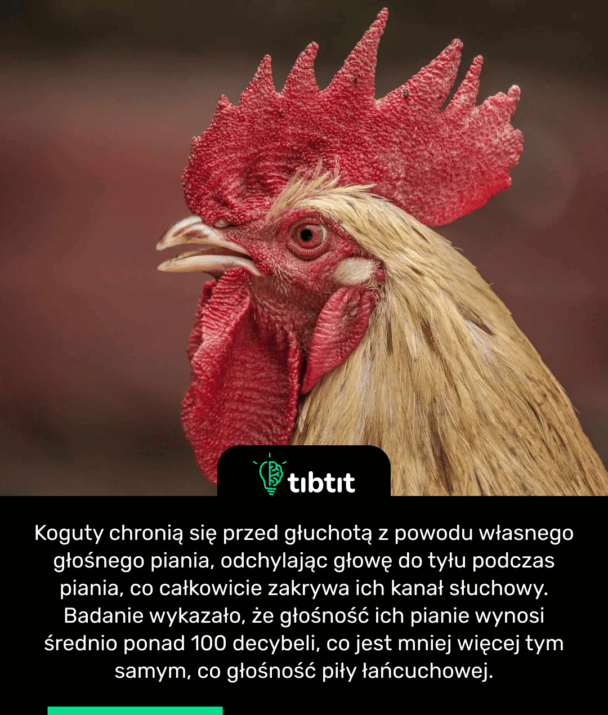 Koguty chronią się przed głuchotą z powodu własnego głośnego piania, odchylając głowę do tyłu podczas piania, co całkowicie zakrywa ich kanał słuchowy. Badanie wykazało, że głośność ich pianie wynosi średnio ponad 100 decybeli, co jest mniej więcej tym samym, co głośność piły łańcuchowej.