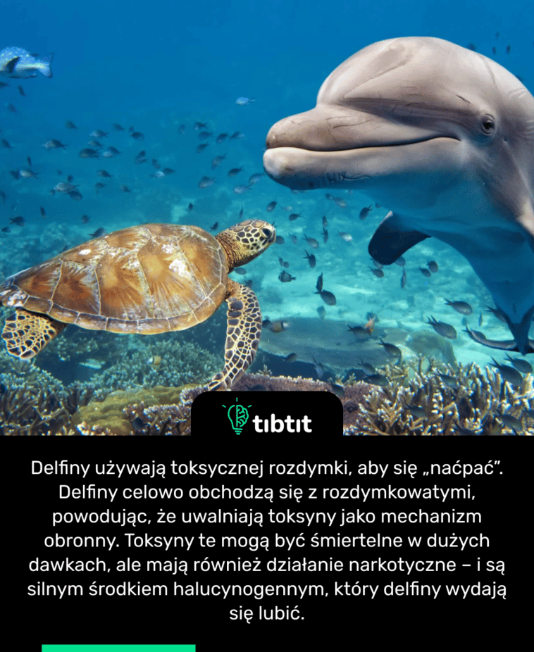 Delfiny używają toksycznej rozdymki, aby się „naćpać”. Delfiny celowo obchodzą się z rozdymkowatymi, powodując, że uwalniają toksyny jako mechanizm obronny. Toksyny te mogą być śmiertelne w dużych dawkach, ale mają również działanie narkotyczne – i są silnym środkiem halucynogennym, który delfiny wydają się lubić.
