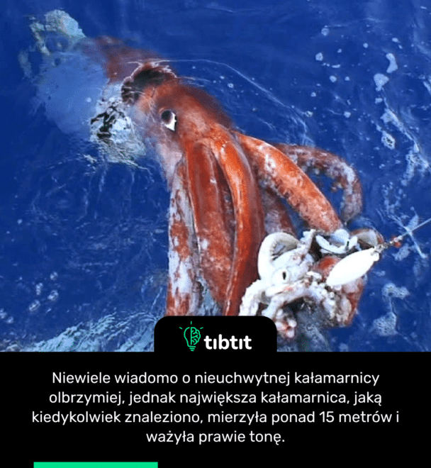Niewiele wiadomo o nieuchwytnej kałamarnicy olbrzymiej, jednak największa kałamarnica, jaką kiedykolwiek znaleziono, mierzyła ponad 15 metrów i ważyła prawie tonę.