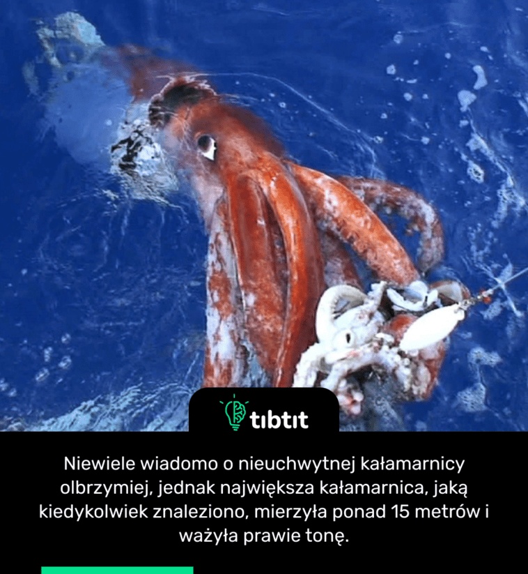 Niewiele wiadomo o nieuchwytnej kałamarnicy olbrzymiej, jednak największa kałamarnica, jaką kiedykolwiek znaleziono, mierzyła ponad 15 metrów i ważyła prawie tonę.