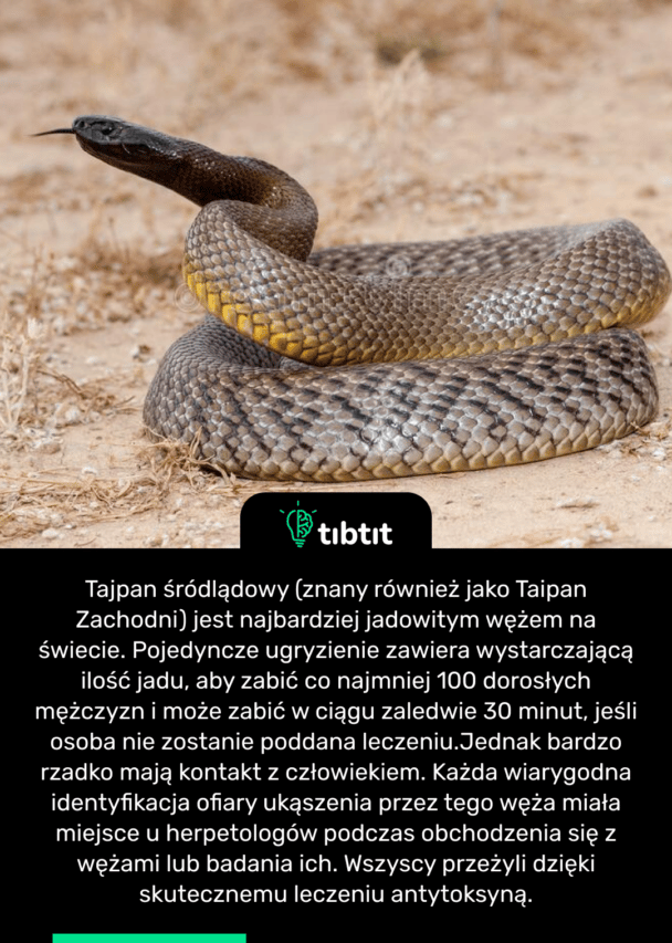 Tajpan śródlądowy (znany również jako Taipan Zachodni) jest najbardziej jadowitym wężem na świecie. Pojedyncze ugryzienie zawiera wystarczającą ilość jadu, aby zabić co najmniej 100 dorosłych mężczyzn i może zabić w ciągu zaledwie 30 minut, jeśli osoba nie zostanie poddana leczeniu. Jednak bardzo rzadko mają kontakt z człowiekiem. Każda wiarygodna identyfikacja ofiary ukąszenia przez tego węża miała miejsce u herpetologów podczas obchodzenia się z wężami lub badania ich. Wszyscy przeżyli dzięki skutecznemu leczeniu antytoksyną.