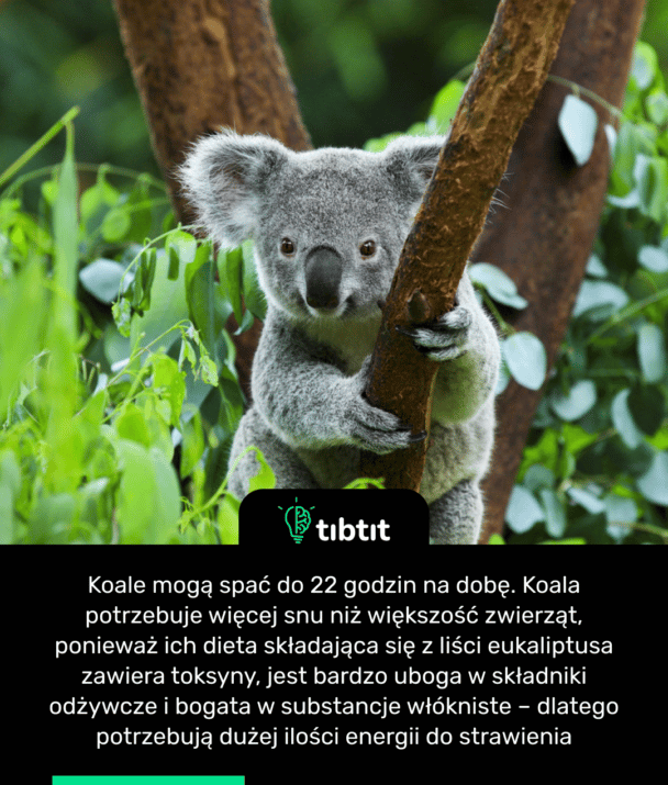 Koale mogą spać do 22 godzin na dobę. Koala potrzebuje więcej snu niż większość zwierząt, ponieważ ich dieta składająca się z liści eukaliptusa zawiera toksyny, jest bardzo uboga w składniki odżywcze i bogata w substancje włókniste – dlatego potrzebują dużej ilości energii do strawienia
