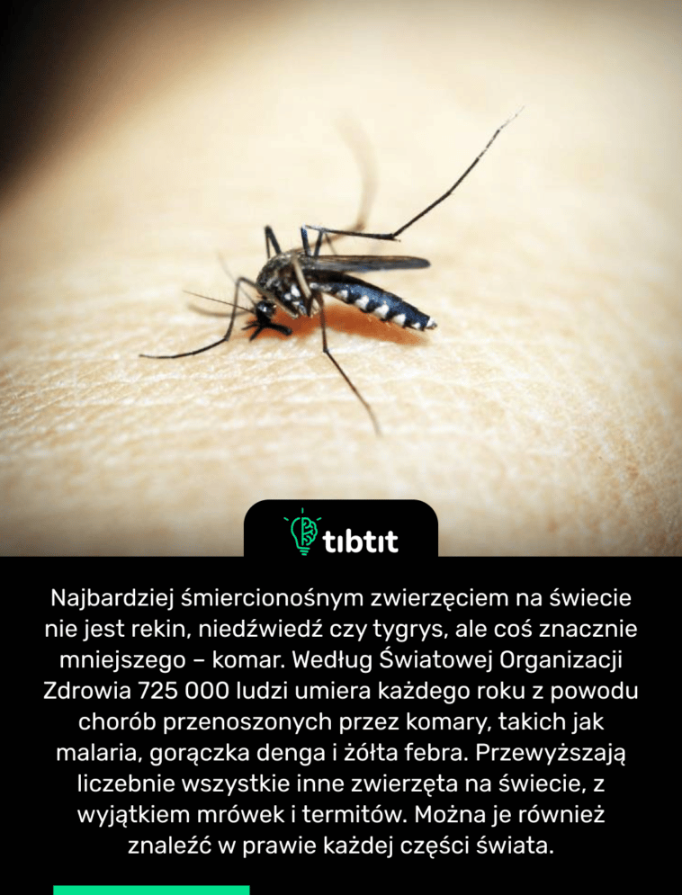 Najbardziej śmiercionośnym zwierzęciem na świecie nie jest rekin, niedźwiedź czy tygrys, ale coś znacznie mniejszego – komar. Według Światowej Organizacji Zdrowia 725 000 ludzi umiera każdego roku z powodu chorób przenoszonych przez komary, takich jak malaria, gorączka denga i żółta febra. Przewyższają liczebnie wszystkie inne zwierzęta na świecie, z wyjątkiem mrówek i termitów. Można je również znaleźć w prawie każdej części świata.