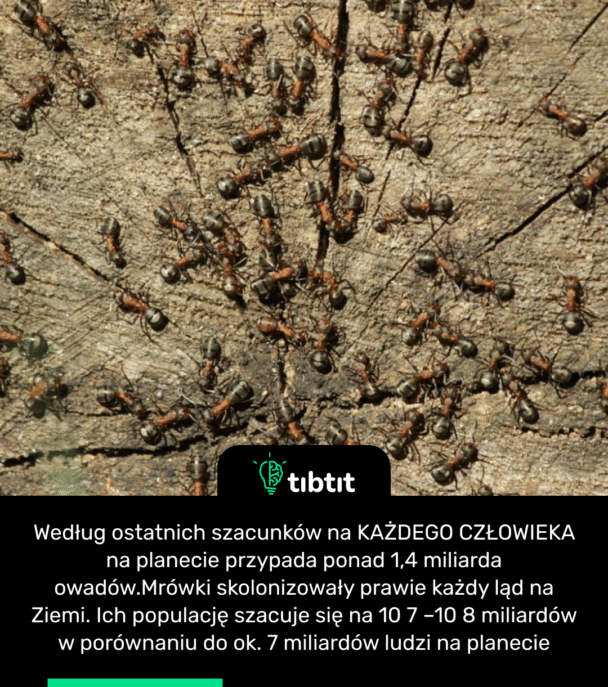 Według ostatnich szacunków na KAŻDEGO CZŁOWIEKA na planecie przypada ponad 1,4 miliarda owadów. Mrówki skolonizowały prawie każdy ląd na Ziemi. Ich populację szacuje się na 10 7 –10 8 miliardów w porównaniu do ok. 7 miliardów ludzi na planecie