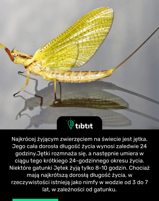 Najkrócej żyjącym zwierzęciem na świecie jest jętka. Jego cała dorosła długość życia wynosi zaledwie 24 godziny. Jętki rozmnaża się, a następnie umiera w ciągu tego krótkiego 24-godzinnego okresu życia. Niektóre gatunki Jętek żyją tylko 8-10 godzin. Chociaż mają najkrótszą dorosłą długość życia, w rzeczywistości istnieją jako nimfy w wodzie od 3 do 7 lat, w zależności od gatunku.
