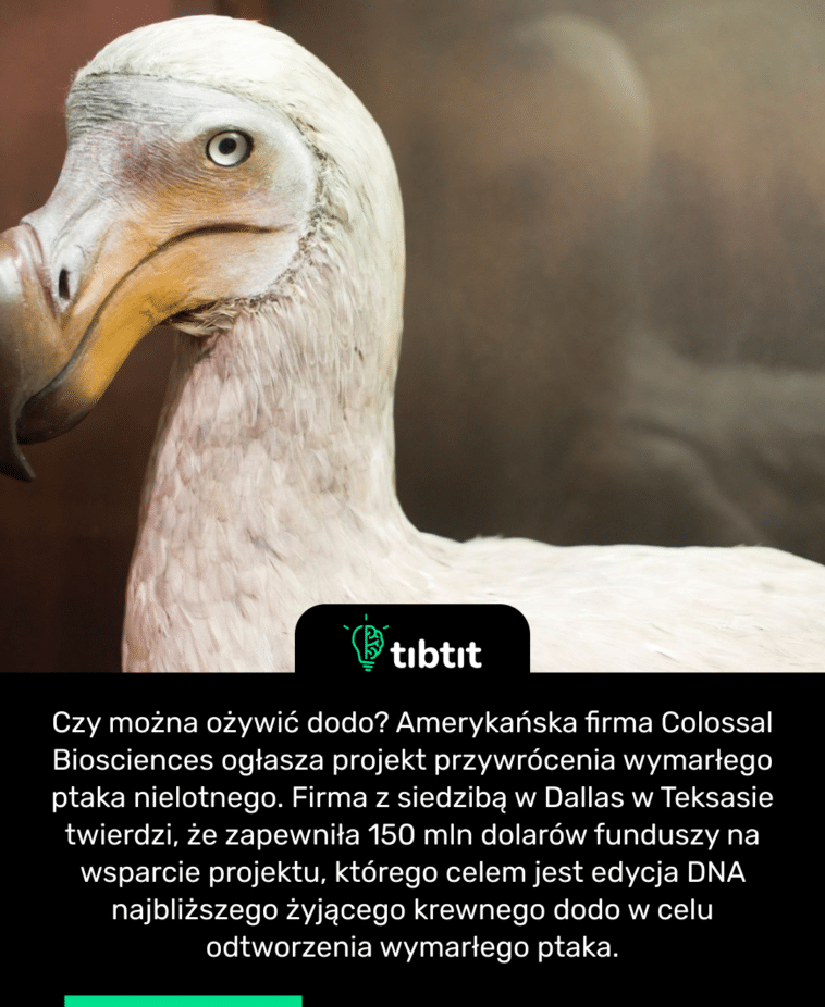 Czy można ożywić dodo? Amerykańska firma Colossal Biosciences ogłasza projekt przywrócenia wymarłego ptaka nielotnego. Firma z siedzibą w Dallas w Teksasie twierdzi, że zapewniła 150 mln dolarów funduszy na wsparcie projektu, którego celem jest edycja DNA najbliższego żyjącego krewnego dodo w celu odtworzenia wymarłego ptaka.