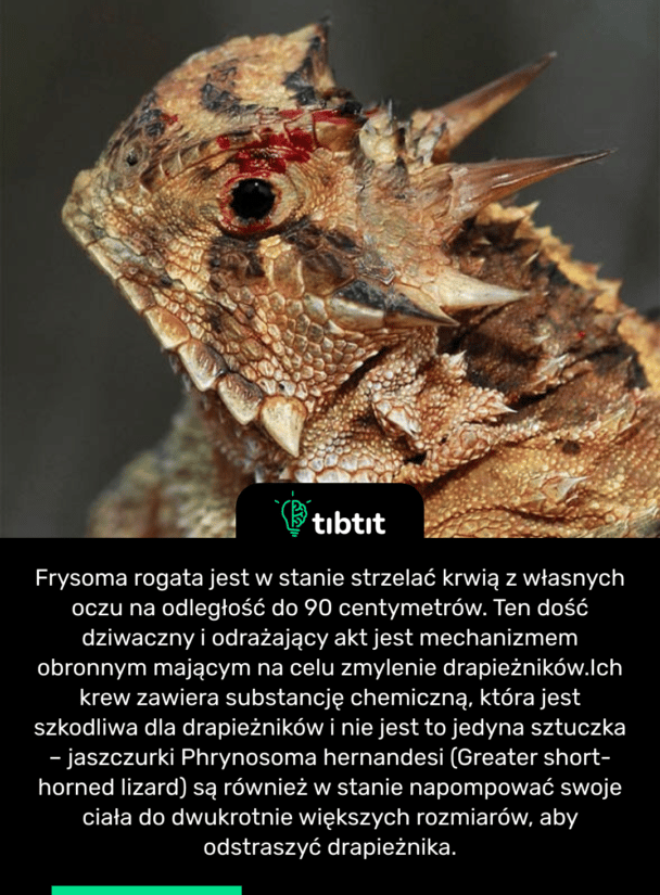 Frysoma rogata jest w stanie strzelać krwią z własnych oczu na odległość do 90 centymetrów. Ten dość dziwaczny i odrażający akt jest mechanizmem obronnym mającym na celu zmylenie drapieżników. Ich krew zawiera substancję chemiczną, która jest szkodliwa dla drapieżników i nie jest to jedyna sztuczka – jaszczurki Phrynosoma hernandesi (Greater short-horned lizard) są również w stanie napompować swoje ciała do dwukrotnie większych rozmiarów, aby odstraszyć drapieżnika.