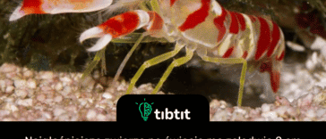 Najgłośniejsze zwierzę na świecie ma zaledwie 2 cm długości, krewetka. Pistol Shrimp jest w stanie zatrzasnąć szczypce tak szybko, że tworzy bańkę powietrza, która pękając, wytwarza podmuch dźwiękowy, głośniejszy niż huk dźwiękowy Concorde'a. Fala uderzeniowa może osiągnąć 230 decybeli, również głośniej niż odgłos wystrzału. Implodująca bańka przez ułamki sekund generuje również temperaturę 4400C, prawie tak gorącą jak słońce