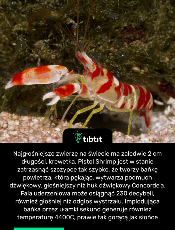 Najgłośniejsze zwierzę na świecie ma zaledwie 2 cm długości, krewetka. Pistol Shrimp jest w stanie zatrzasnąć szczypce tak szybko, że tworzy bańkę powietrza, która pękając, wytwarza podmuch dźwiękowy, głośniejszy niż huk dźwiękowy Concorde'a. Fala uderzeniowa może osiągnąć 230 decybeli, również głośniej niż odgłos wystrzału. Implodująca bańka przez ułamki sekund generuje również temperaturę 4400C, prawie tak gorącą jak słońce