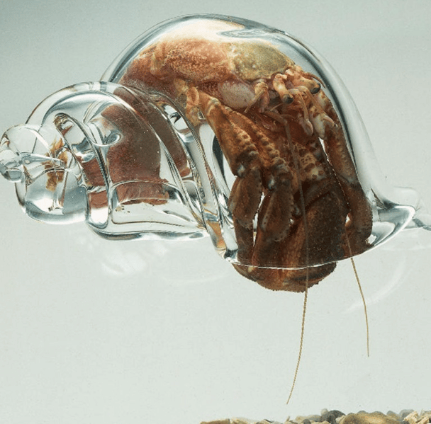 Krab pustelnik w szklanej skorupie