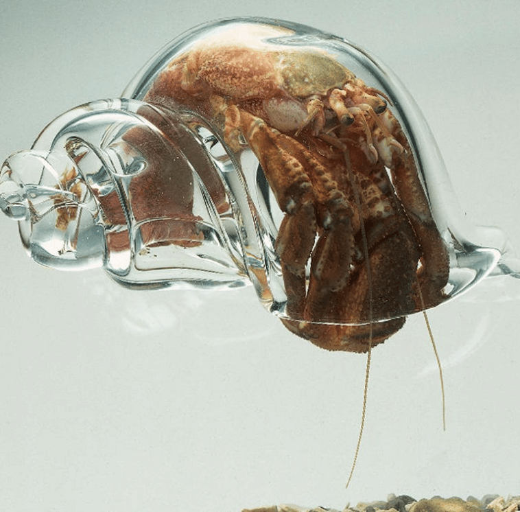 Krab pustelnik w szklanej skorupie