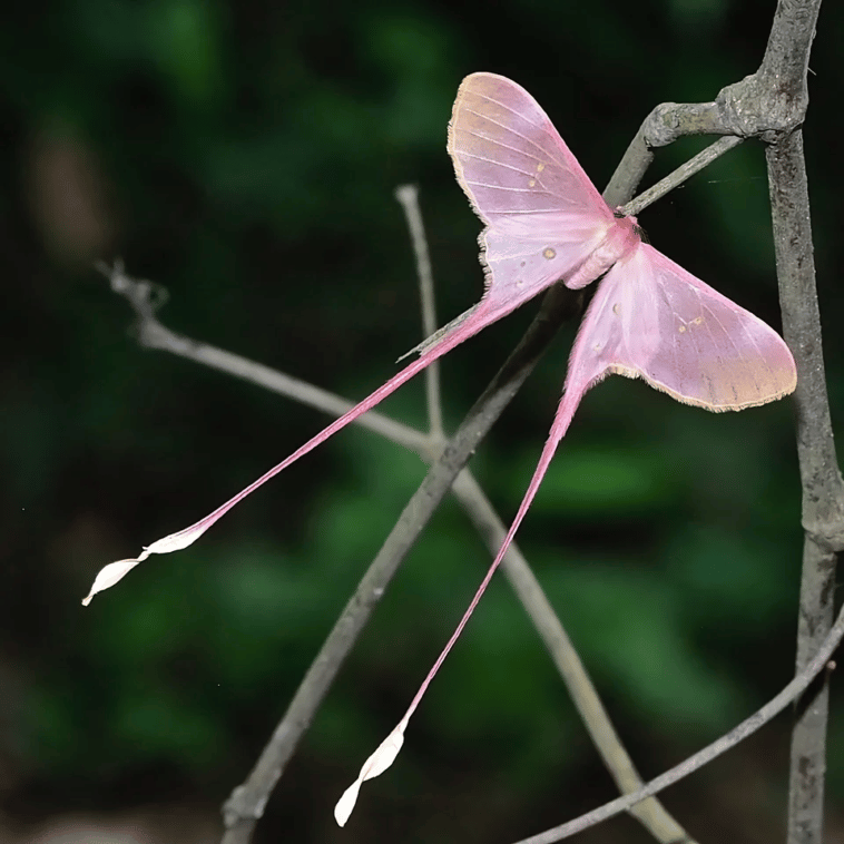 Eudaemonia argus - Różowa jedwabna ćma (ang. Pink silk moth)