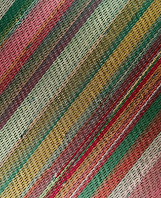 Widok z lotu ptaka na pola tulipanów, Holandia