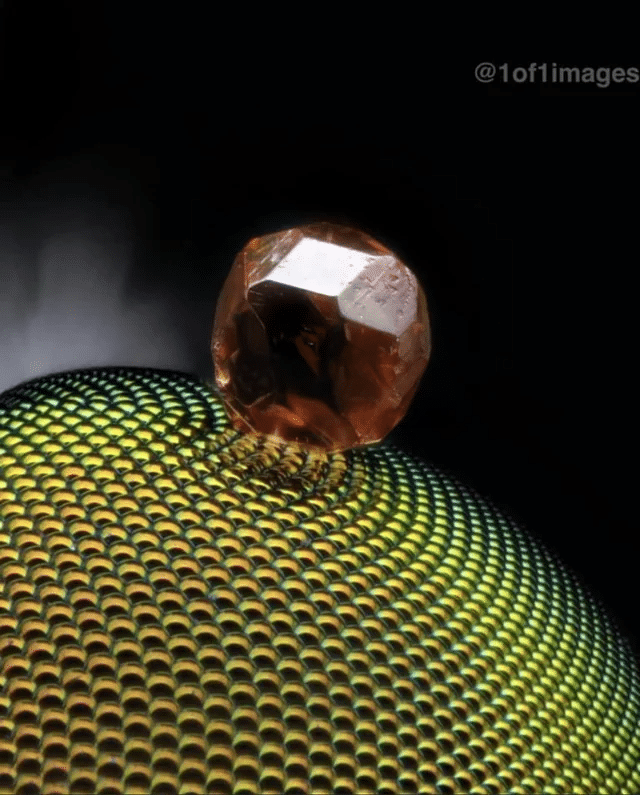 Ziarno piasku osadzone na oku zmarłej muchy