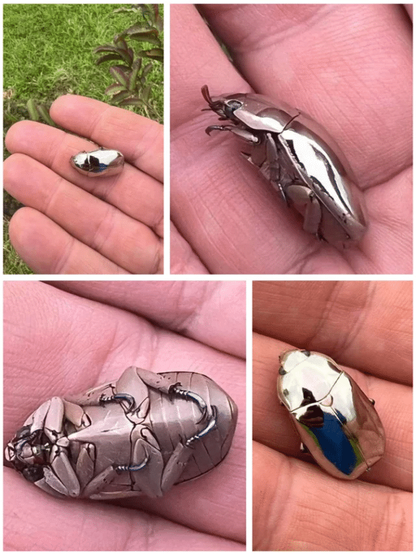 Chrysina Limbata, gatunek chrząszcza skarabeusza występującego w Kostaryce i tropikalnych lasach deszczowych Ameryki Południowej!