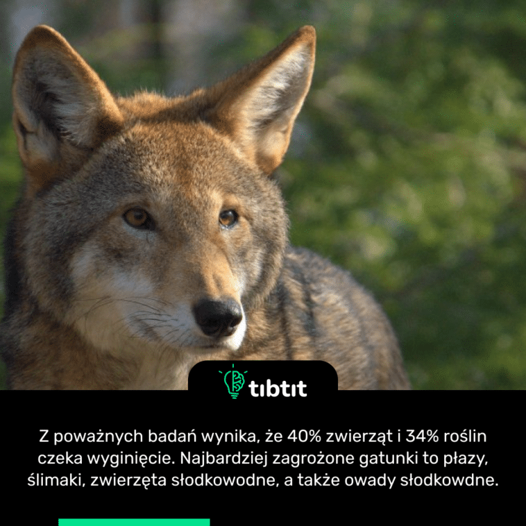 Z poważnych badań wynika, że 40% zwierząt i 34% roślin czeka wyginięcie. Najbardziej zagrożone gatunki to płazy, ślimaki, zwierzęta słodkowodne, a także owady słodkowdne.