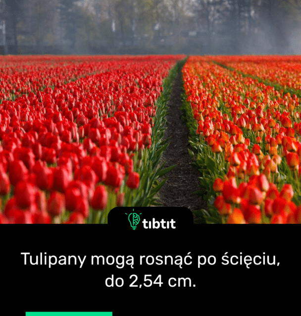 Tulipany mogą rosnąć po ścięciu, do 2,54 cm.