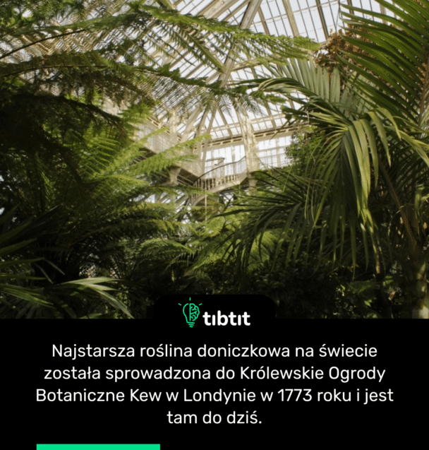 Najstarsza roślina doniczkowa na świecie została sprowadzona do Królewskie Ogrody Botaniczne Kew w Londynie w 1773 roku i jest tam do dziś.