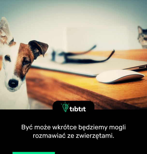Być może wkrótce będziemy mogli rozmawiać ze zwierzętami.